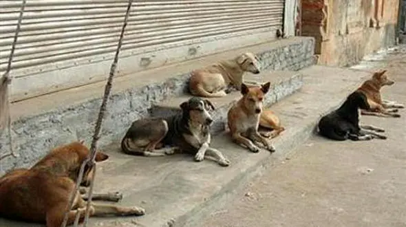 سگ های ولگرد کودک 5 ساله را در سلطان آباد تکه تکه کردند