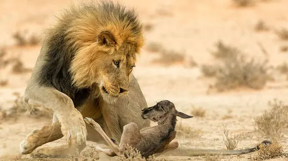 یک هفته در حیات وحش