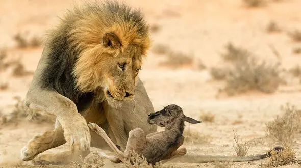 یک هفته در حیات وحش