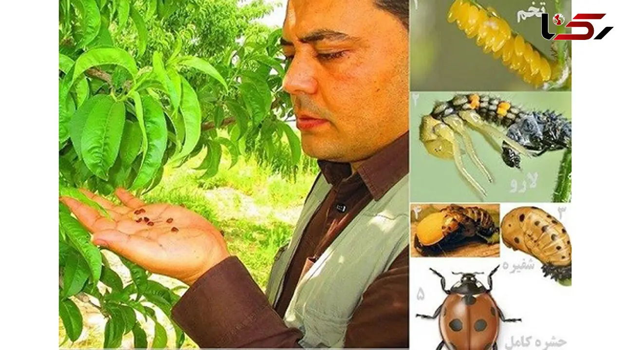 درآمد ماهیانه 30 میلیون تومان از پرورش و فروش کفشدوزک! + عکس 