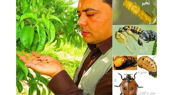 درآمد ماهیانه 30 میلیون تومان از پرورش و فروش کفشدوزک! + عکس 