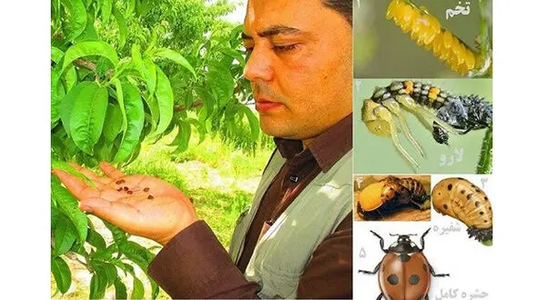 درآمد ماهیانه 30 میلیون تومان از پرورش و فروش کفشدوزک! + عکس 