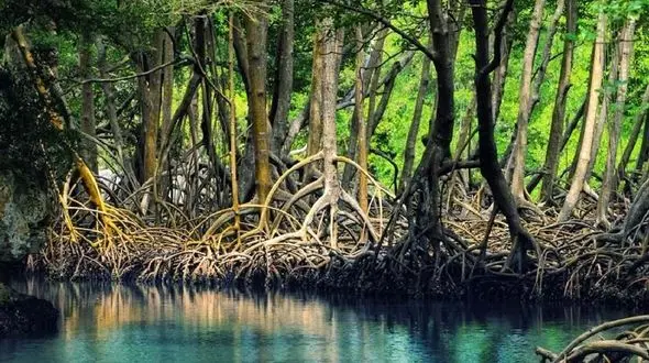 ارزش زیستی جنگل های مانگرو/جنگل‌های مانگرو توان ذخیرۀ کربن آلی را دارند 