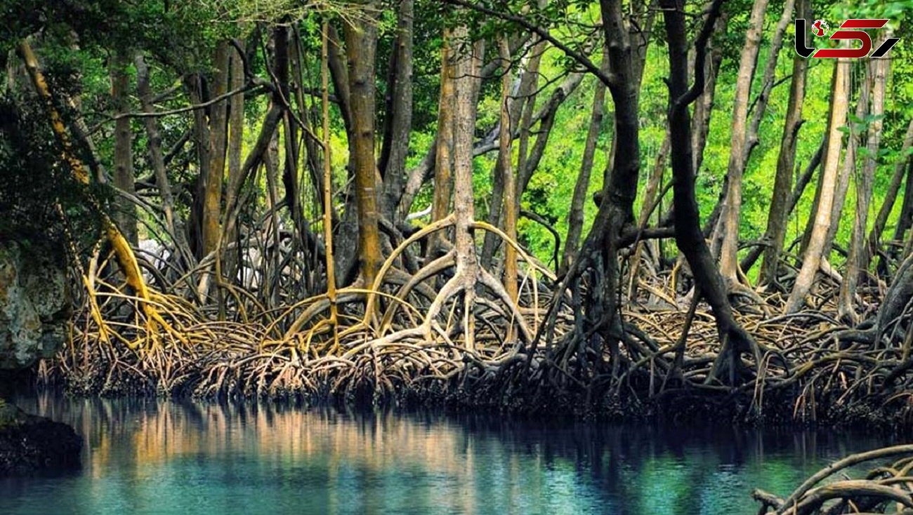 ایجاد مرکز بین‌المللی حفاظت از مانگرو در دستور کار سازمان محیط زیست