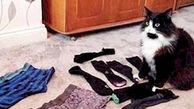 دزد مرموز جوراب های یک محله مشخص شد 