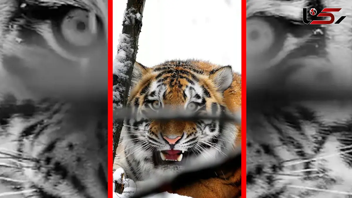 فیلم ببر باشکوه در طبیعت برفی