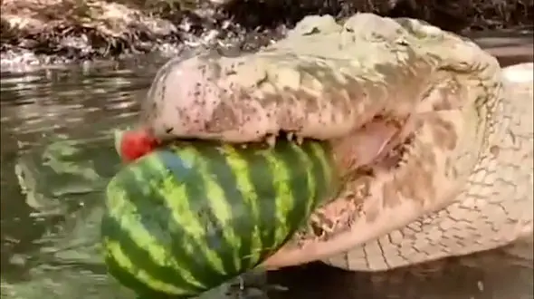 هندوانه خوردن کروکودیل رو ببین / فیلم