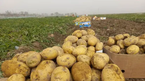 نقشه جالب پسر برای مزرعه سیب زمینی پدر + فیلم
