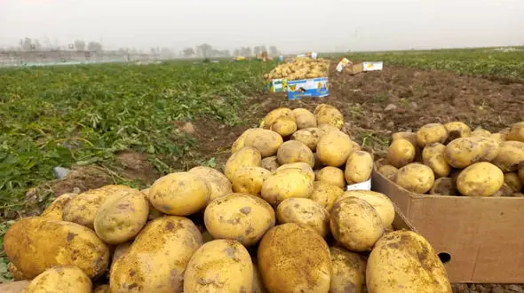 نقشه جالب پسر برای مزرعه سیب زمینی پدر + فیلم