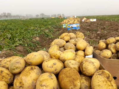نقشه جالب پسر برای مزرعه سیب زمینی پدر + فیلم