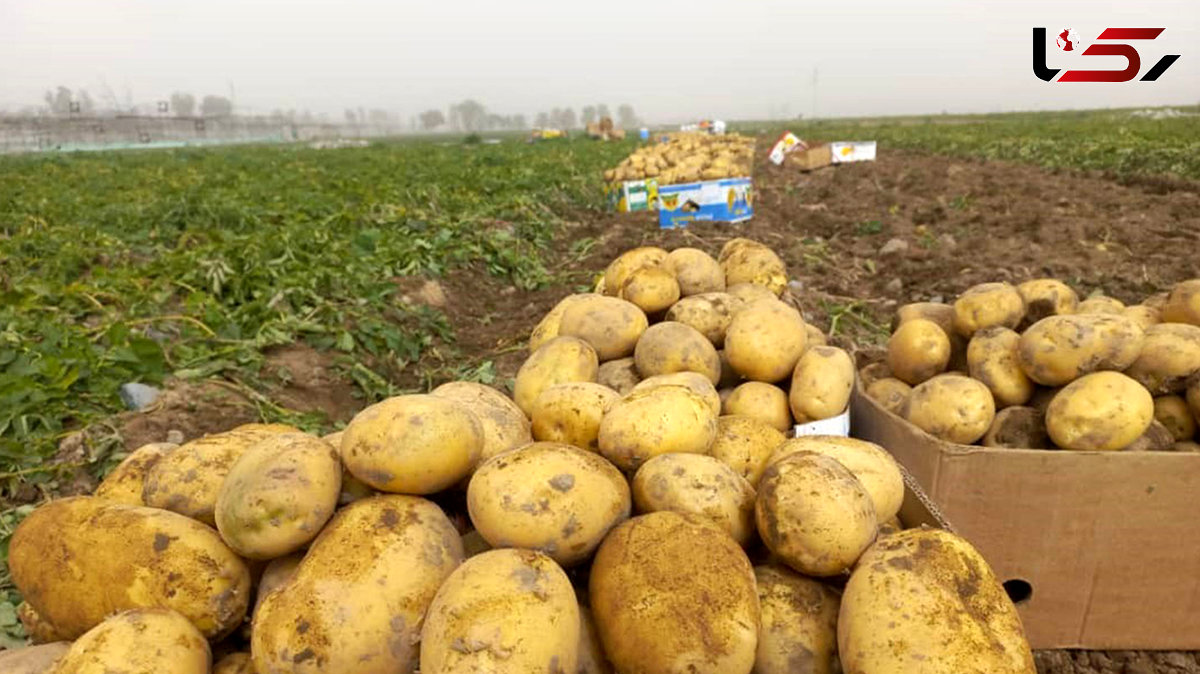 نقشه جالب پسر برای مزرعه سیب زمینی پدر + فیلم