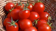 گوجه فرنگی کیلویی 9800 تومان