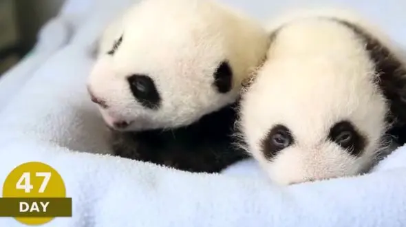 تکامل شگفت‌انگیز پاندا از بدو تولد تا 100روز بعد +فیلم