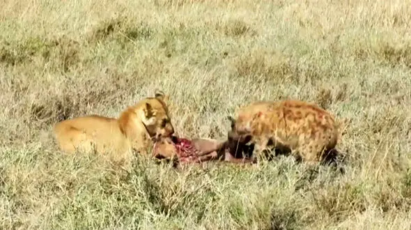 تکه تکه شدن گراز به دست شیر و کفتار+ فیلم