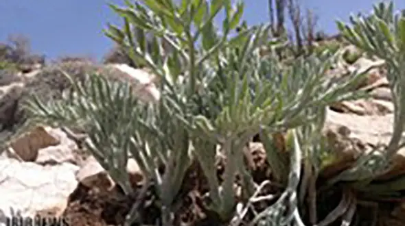 کشف 30 کیلوگرم گیاه بیلهر از قاچاقچیان سپیدان