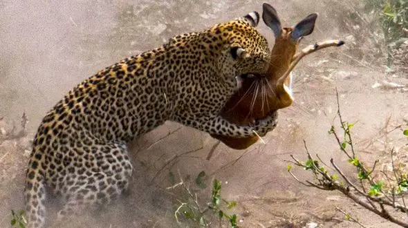  نجات حیرت‌انگیز یک آهو از چنگال پلنگ + فیلم