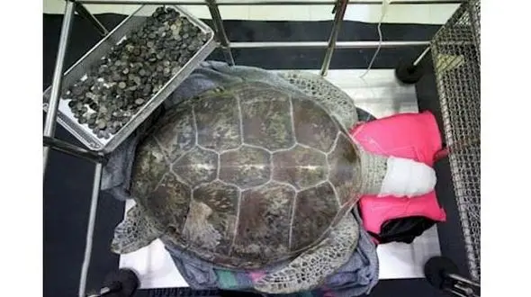 این لاک پشت خوش خوراک فقط سکه می خورد+فیلم