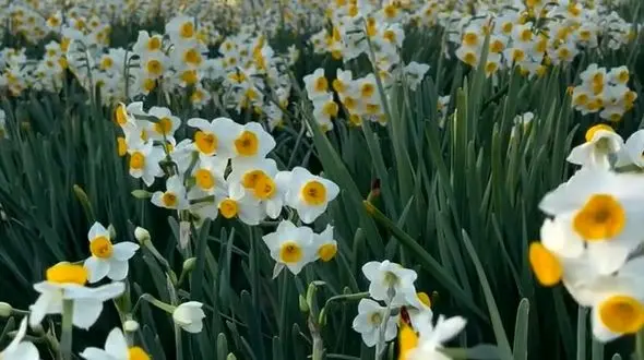 آرامش در دو قاب از طبیعت 