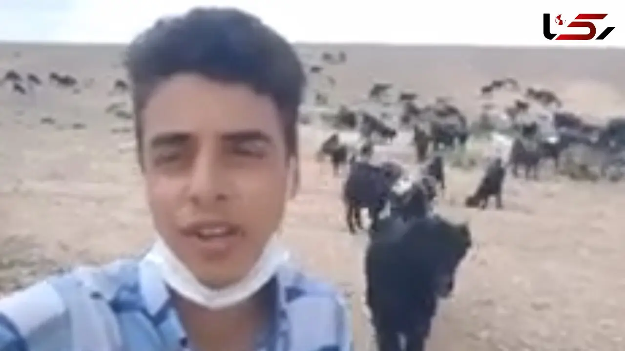 فیلم صدای محشر پسر چوپان با آهنگ شجریان ! /  چه چهه زیبا بین گوسفندان !