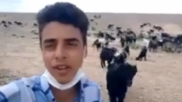 فیلم صدای محشر پسر چوپان با آهنگ شجریان ! /  چه چهه زیبا بین گوسفندان !