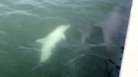 حیرت از مشاهده دلفین سفید نادر! + فیلم
