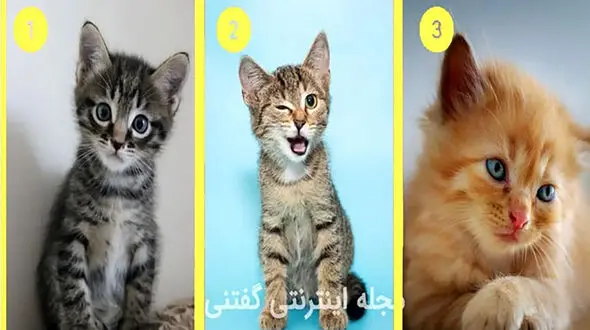 تست شخصیت شناسی /  یک گربه انتخاب کن تا بفهمی تعادل روانی داری؟