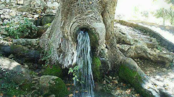 جوشیدن چشمه از دل یک درخت + عکس