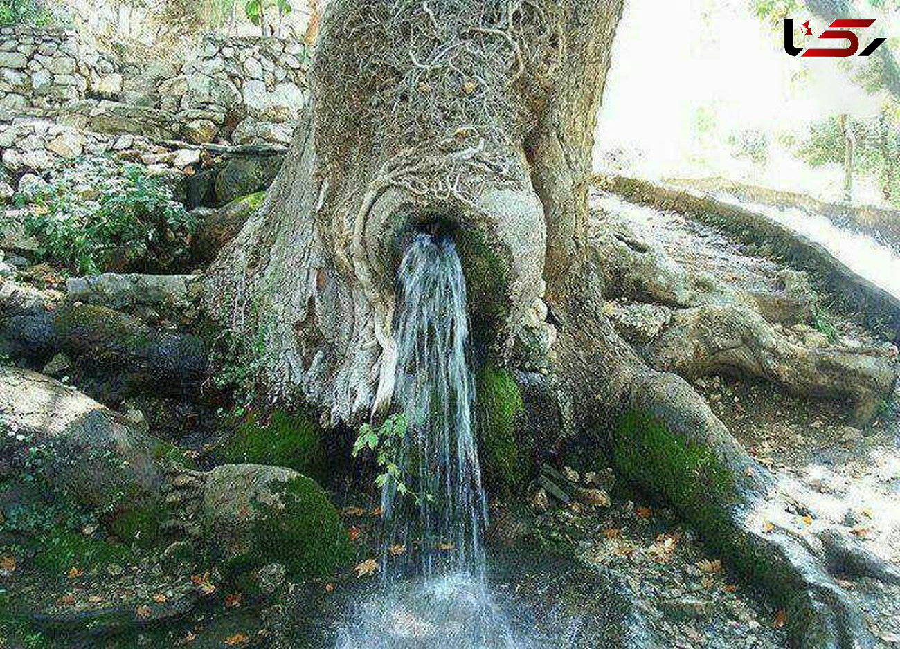 جوشیدن چشمه از دل یک درخت + عکس