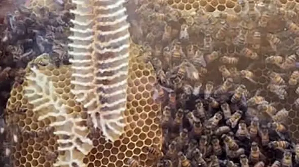 کندوی عسل دیواری دیده اید؟ / فیلم