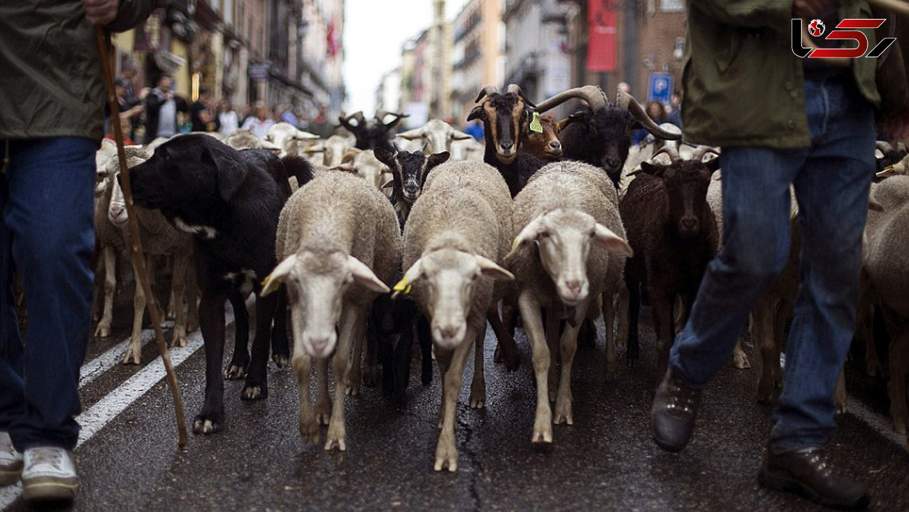 رژه گوسفندان در خیابان های شهر +تصاویر