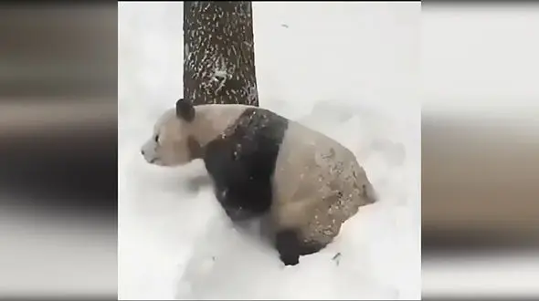 عشق و حال پاندا در لای برف ها + فیلم