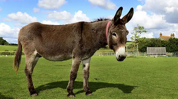 این الاغ عروسی دختر جوان را به هم ریخت ! + 5 عکس از واکنش و گریه های عروس خانم 