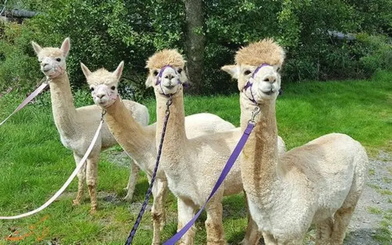 لاما شتر