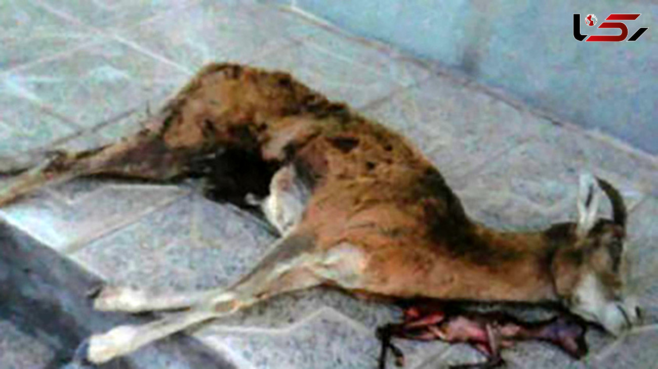 اقدام بی رحمانه یک شکارچی در کرمان 