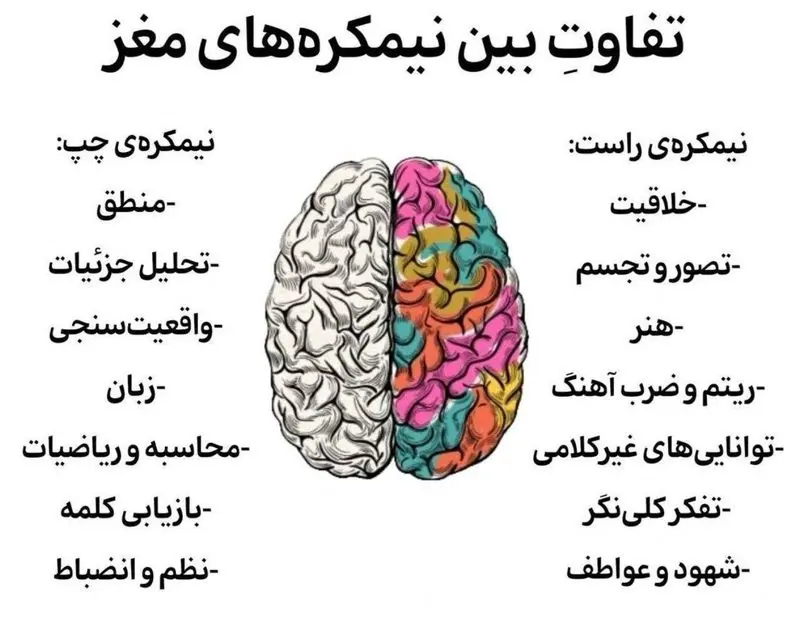 نیمکره های مغز