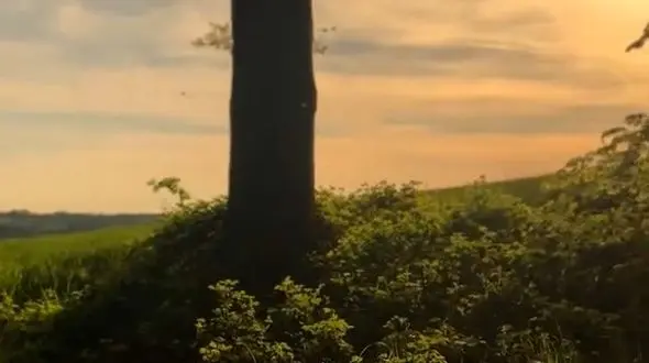 موج‌ها می‌خوانند، شکوفه‌ها گوش می‌سپارند