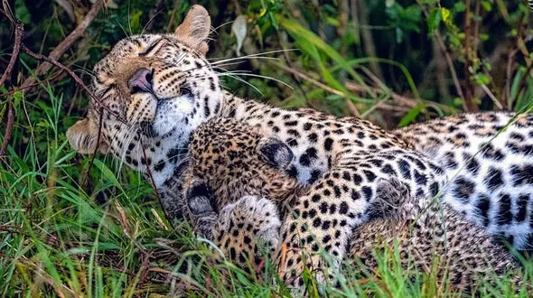 عکس های شگفت انگیز از مهر مادری پلنگ