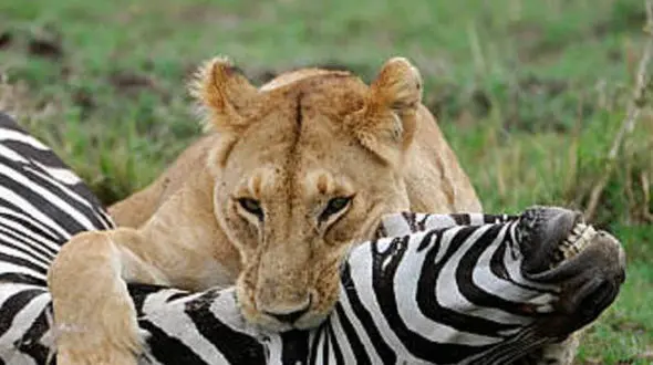 از شکار گورخر توسط شیر ماده تا بزرگی و عظمت گله کل یالدار 