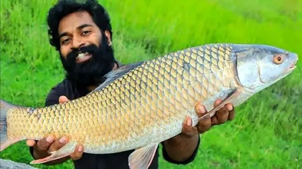 فیلم غذای روستایی/ کباب و سرو متفاوت ماهی بزرگ توسط این جوان روستایی 