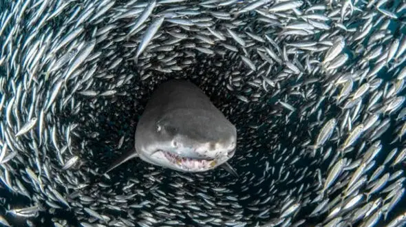 عکس / کوسه‌ای که در گرداب ماهی گرفتار شد