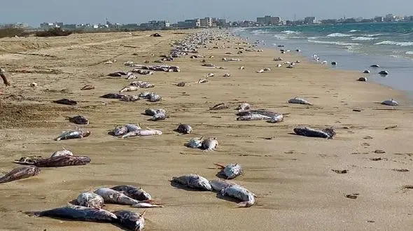 رد پای صید ترال در مرگ گربه ماهی ها در بندر جاسک + فیلم