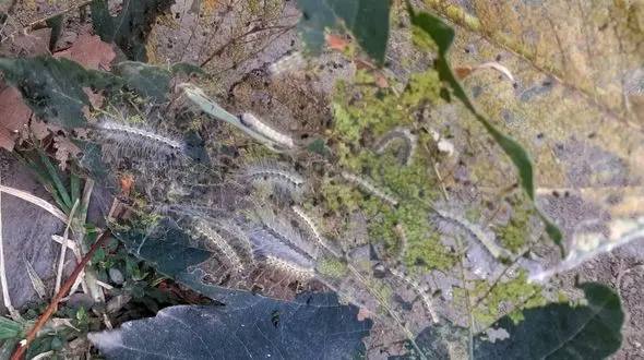 هجوم مرگبار پروانه سفید به گیلان؛ نابودی جنگل‌ها و تهدید کشاورزی!