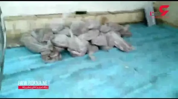 توقیف 2 فروند کشتی متخلف و کشف هزار و 500 کیلوگرم انواع آبزیان