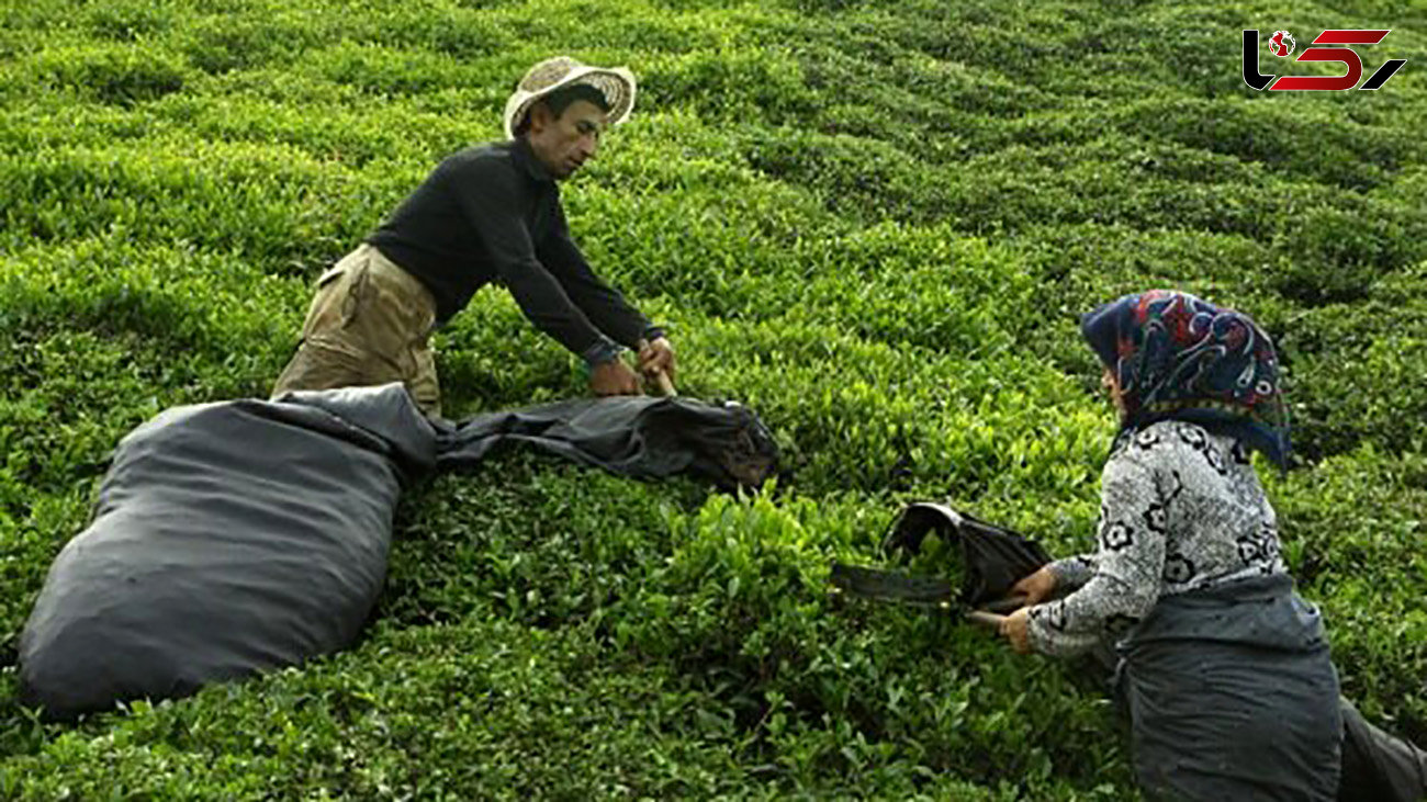 افزایش قیمت خرید تضمینی برگ سبز چای