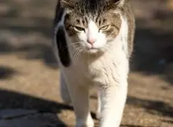 دلایل شکار حشرات و عنکبوت توسط گربه‌ های خانگی چیست؟