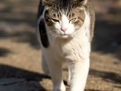 دلایل شکار حشرات و عنکبوت توسط گربه‌ های خانگی چیست؟