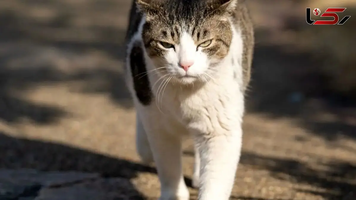 دلایل شکار حشرات و عنکبوت توسط گربه‌ های خانگی چیست؟