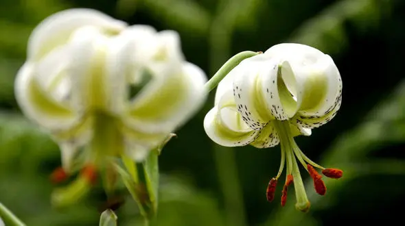 ردپای گل نایاب در گیلان + عکس