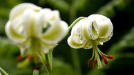 ردپای گل نایاب در گیلان + عکس