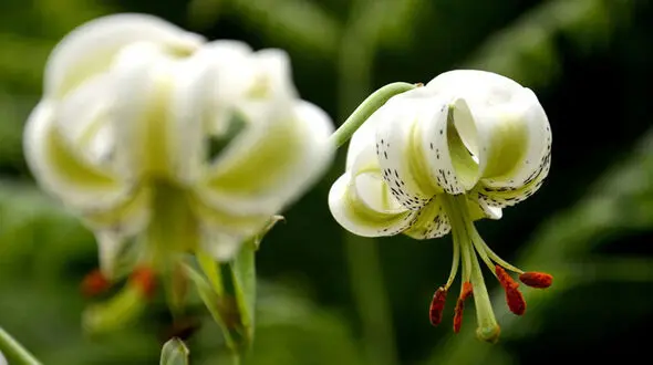 ردپای گل نایاب در گیلان + عکس